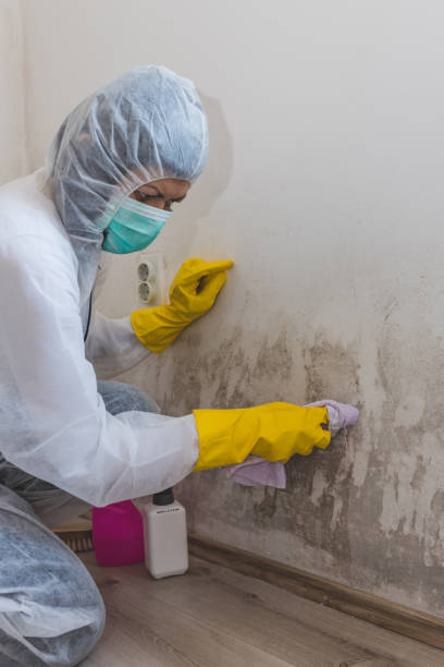 Best Real Estate Mold Inspection  in Nibley, UT