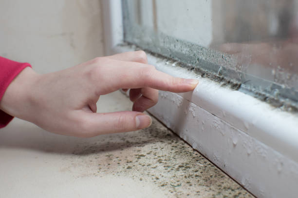 Best Comprehensive Air Testing for Mold Contaminants  in Nibley, UT