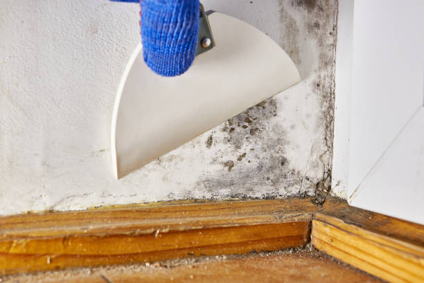 Best Air Quality Testing for Mold Spores  in Nibley, UT