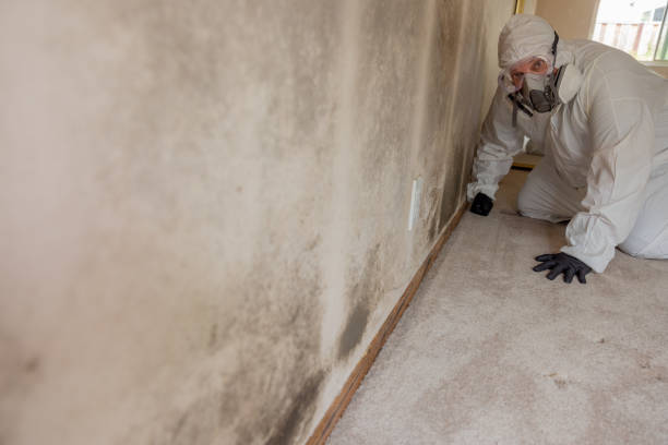 Best Dehumidification Services  in Nibley, UT