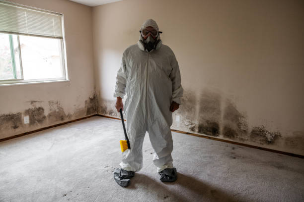 Environmental Consulting for Mold Prevention in Nibley, UT